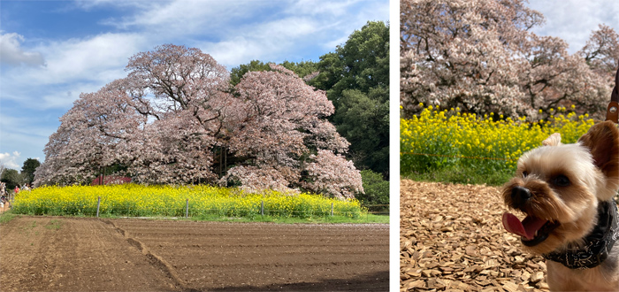 千葉県印西市　吉高の大桜