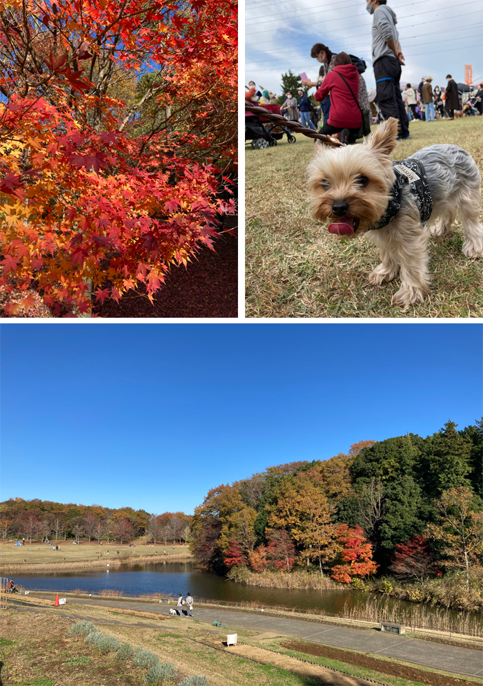 千葉県印西市 北総花の丘公園 風景