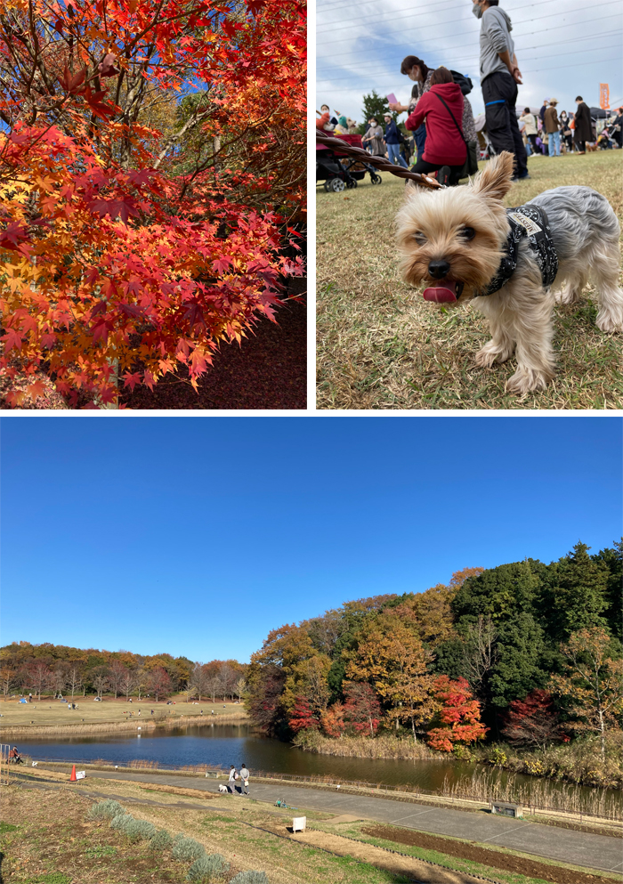 千葉県印西市　北総花の丘公園　風景